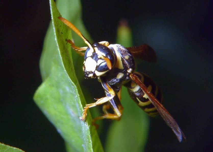 Polistes attende visite